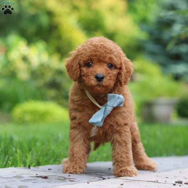 Tucker, Cavapoo Puppy